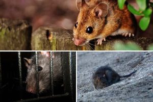 Desratización en San Luis