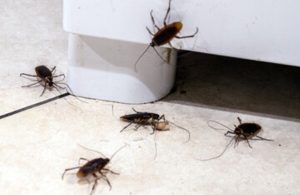 Control de cucarachas en Lima