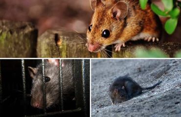 Desratización en San Borja