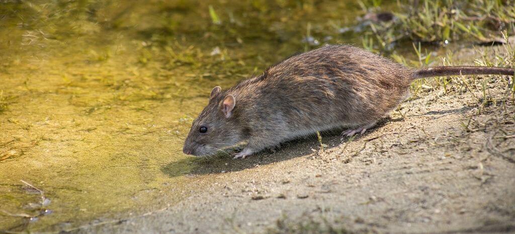 detectar ratas